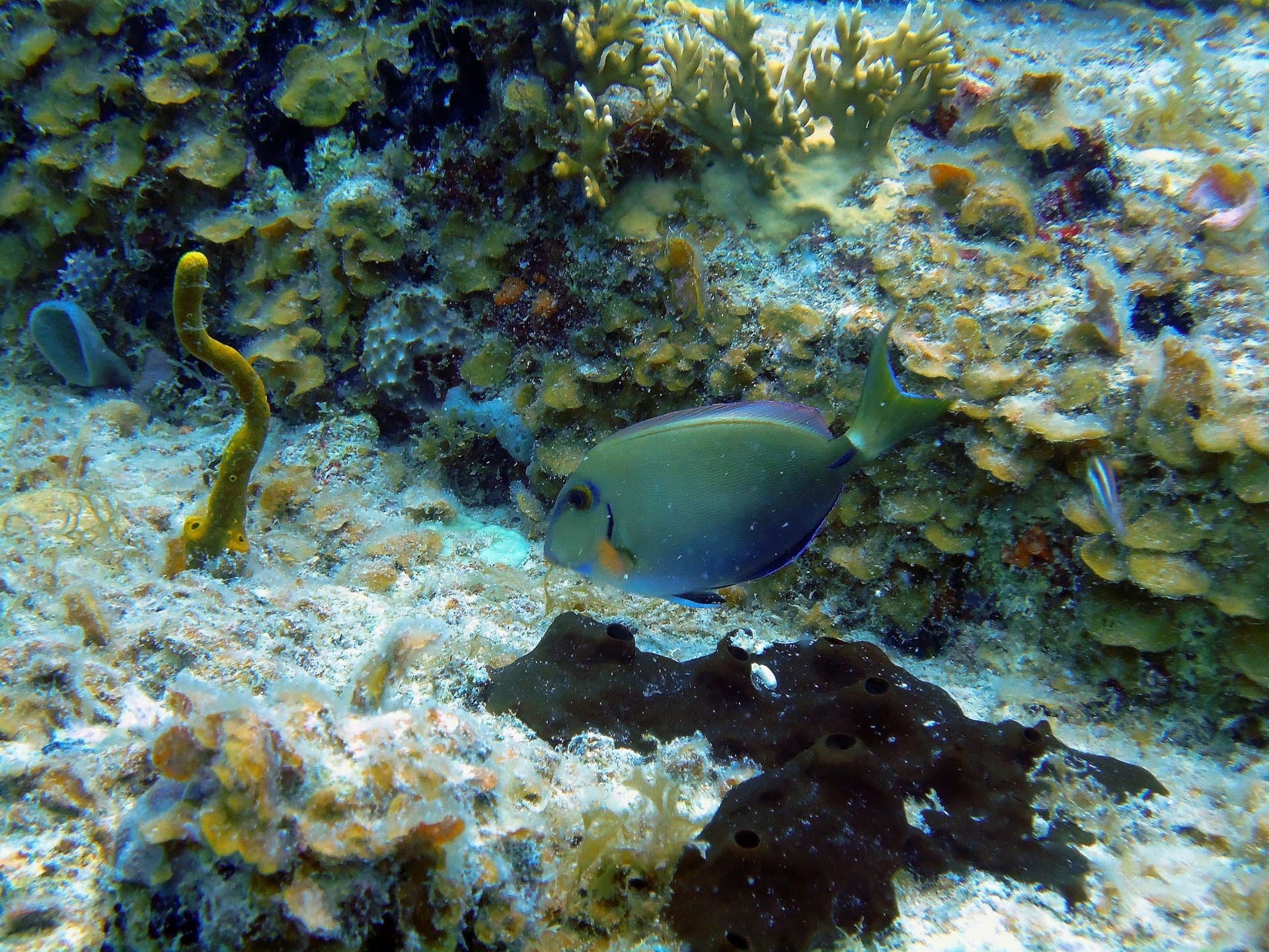The Beginners Guide to Drift Diving: Go With the Flow