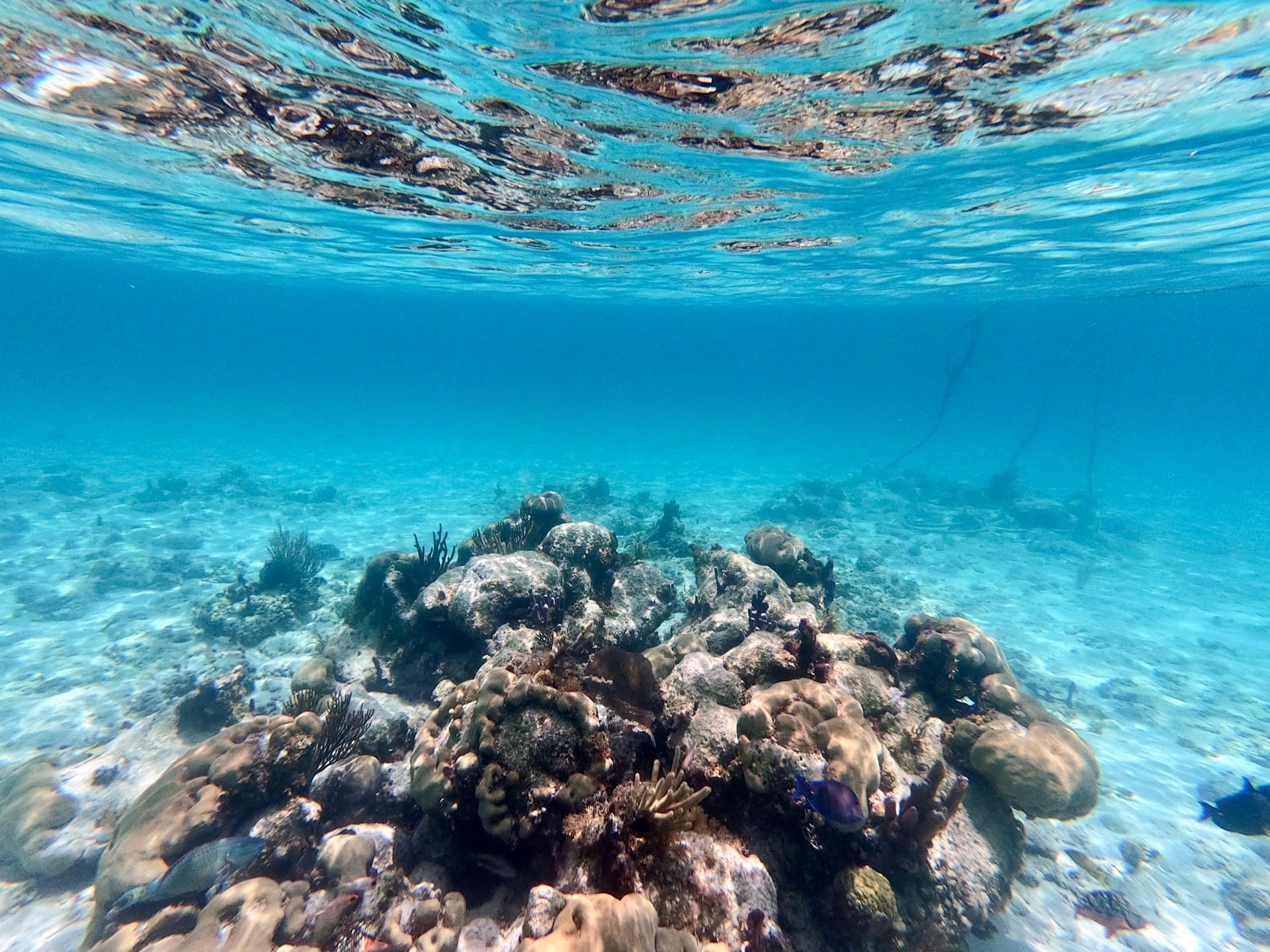 Cozumel Dive Conditions by Month — When to Go