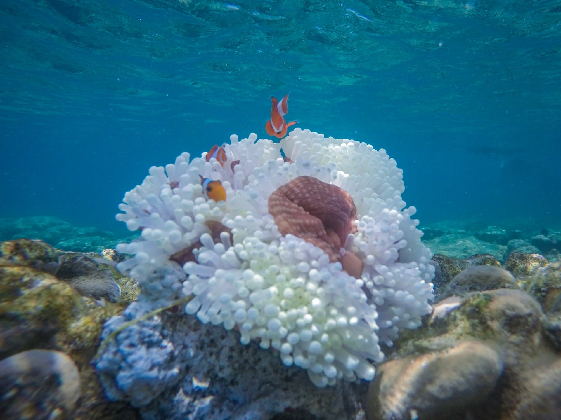 Underwater Photography on a Budget: Your Phone Is Better Than You Think